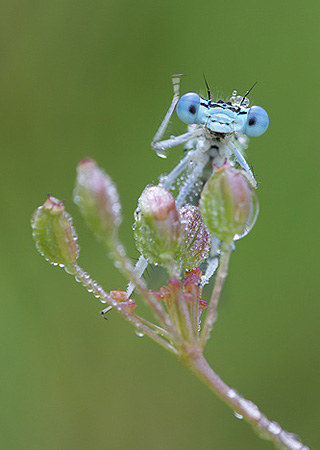 Bild: White-legged damselfly