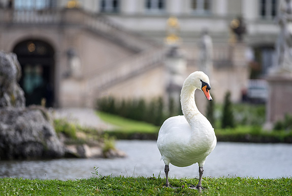 Picture: Swan in front of Nymphenburg Palace